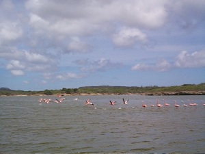 Slagbaai_Flamingos_3