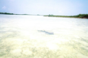 Christinas Shark_Conception Island
